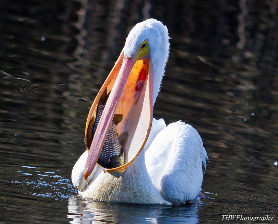 tot felu - 579861462673022169171738938899n.jpg